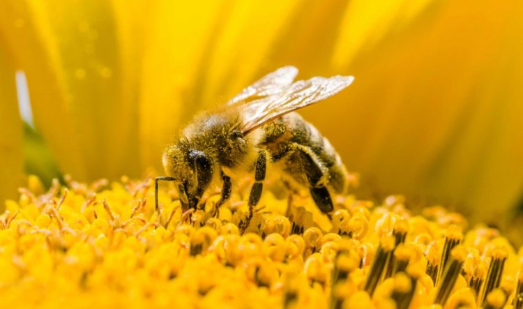 تأثير عدم نوم النحل فترة كافية بسبب بعض المبيدات الحشرية الشائعة
